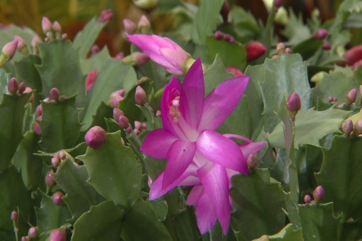 Christmas cactus adds beauty for the holidays and beyond